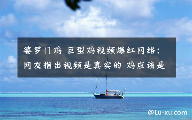 婆羅門雞 巨型雞視頻爆紅網(wǎng)絡(luò)：網(wǎng)友指出視頻是真實的 雞應(yīng)該是婆羅門雞