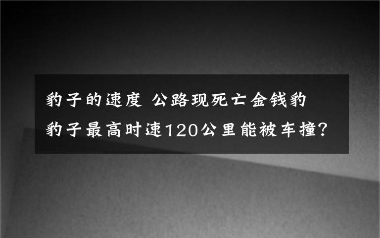 豹子的速度 公路現(xiàn)死亡金錢豹 豹子最高時(shí)速120公里能被車撞？