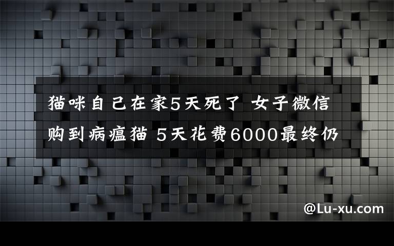 貓咪自己在家5天死了 女子微信購到病瘟貓 5天花費(fèi)6000最終仍然死亡