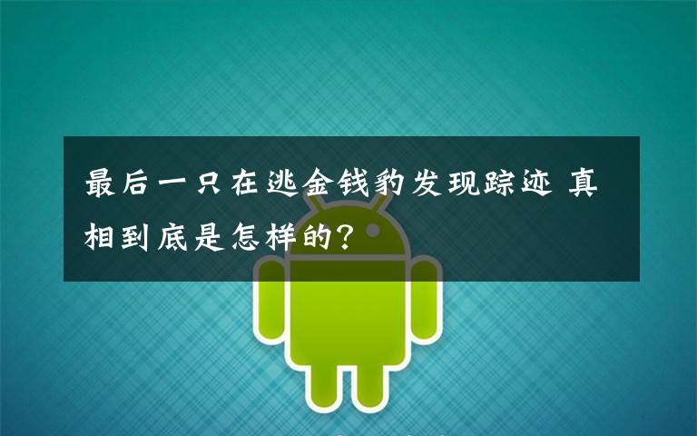 最后一只在逃金錢豹發(fā)現(xiàn)蹤跡 真相到底是怎樣的？