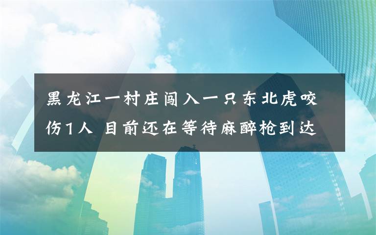 黑龍江一村莊闖入一只東北虎咬傷1人 目前還在等待麻醉槍到達現(xiàn)場 究竟是怎么一回事?