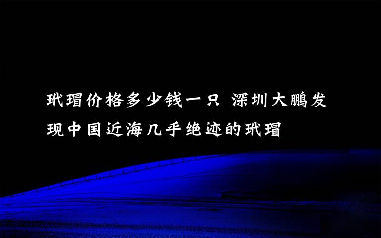 玳瑁價(jià)格多少錢一只 深圳大鵬發(fā)現(xiàn)中國(guó)近海幾乎絕跡的玳瑁