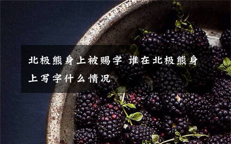 北極熊身上被賜字 誰在北極熊身上寫字什么情況