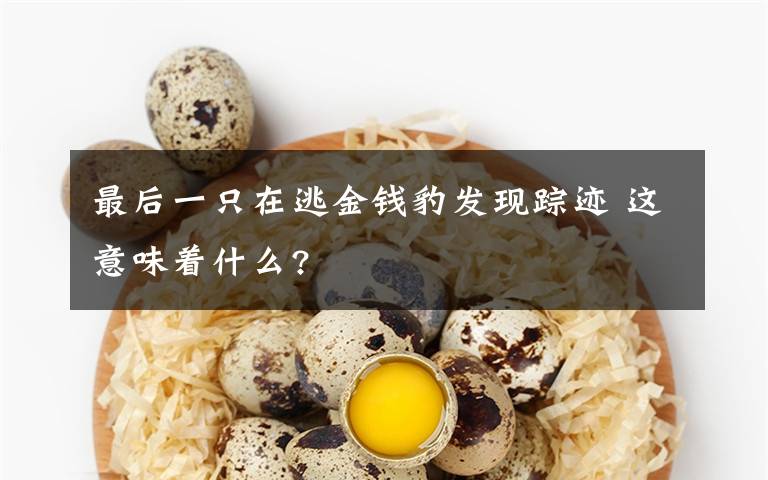 最后一只在逃金錢豹發(fā)現(xiàn)蹤跡 這意味著什么?