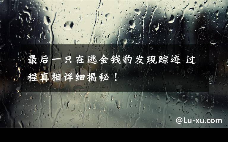 最后一只在逃金錢豹發(fā)現(xiàn)蹤跡 過(guò)程真相詳細(xì)揭秘！