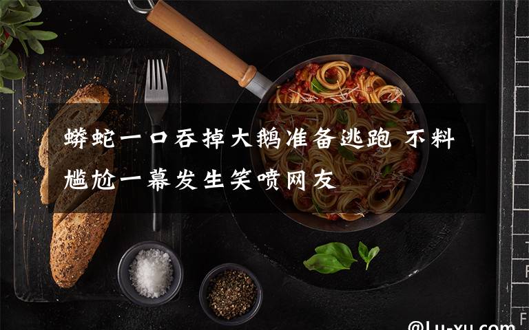 蟒蛇一口吞掉大鵝準(zhǔn)備逃跑 不料尷尬一幕發(fā)生笑噴網(wǎng)友