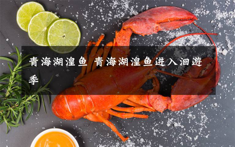 青海湖湟魚 青海湖湟魚進(jìn)入洄游季