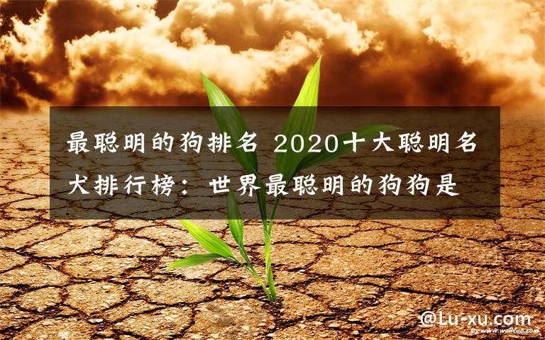 最聰明的狗排名 2020十大聰明名犬排行榜：世界最聰明的狗狗是什么品種？