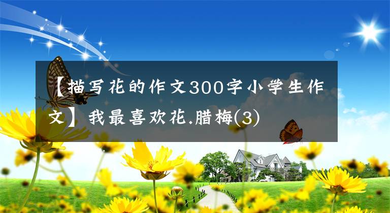 【描寫花的作文300字小學(xué)生作文】我最喜歡花.臘梅(3)