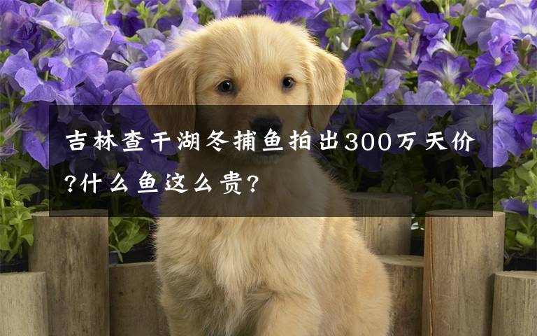 吉林查干湖冬捕魚拍出300萬天價?什么魚這么貴?