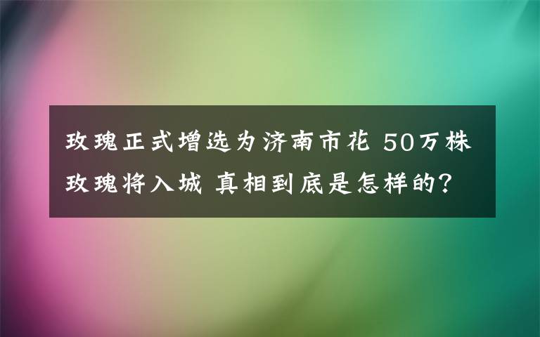 玫瑰正式增選為濟南市花 50萬株玫瑰將入城 真相到底是怎樣的？