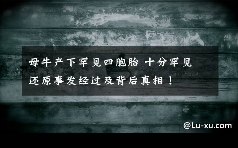 母牛產(chǎn)下罕見四胞胎 十分罕見 還原事發(fā)經(jīng)過及背后真相！