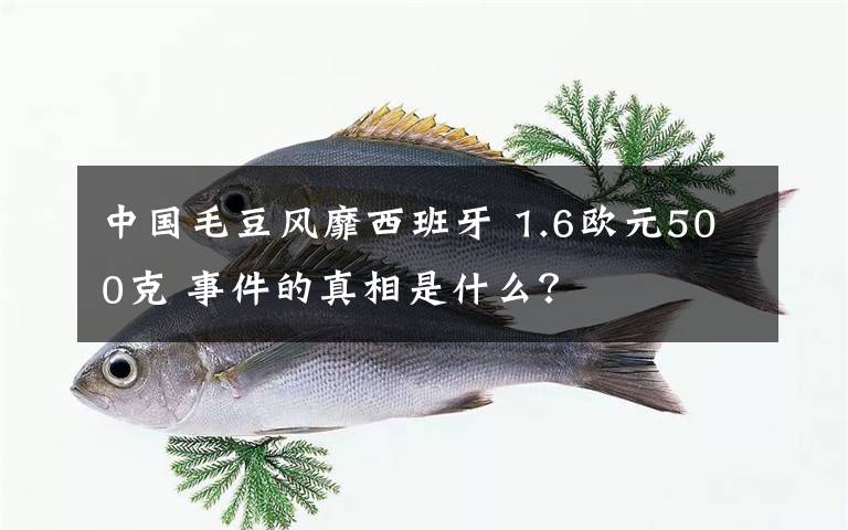 中國毛豆風(fēng)靡西班牙 1.6歐元500克 事件的真相是什么？