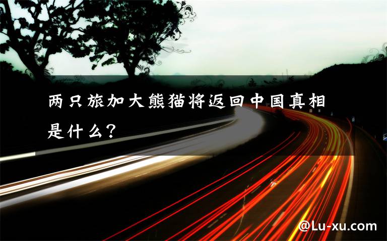 兩只旅加大熊貓將返回中國(guó)真相是什么？