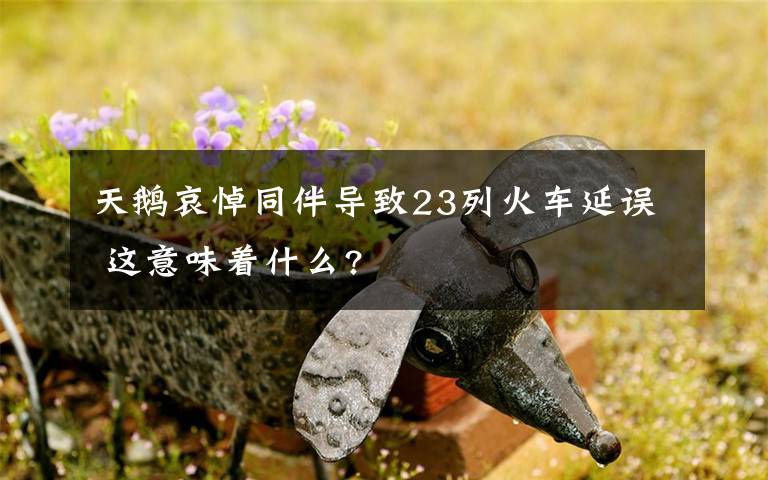 天鵝哀悼同伴導(dǎo)致23列火車延誤 這意味著什么?