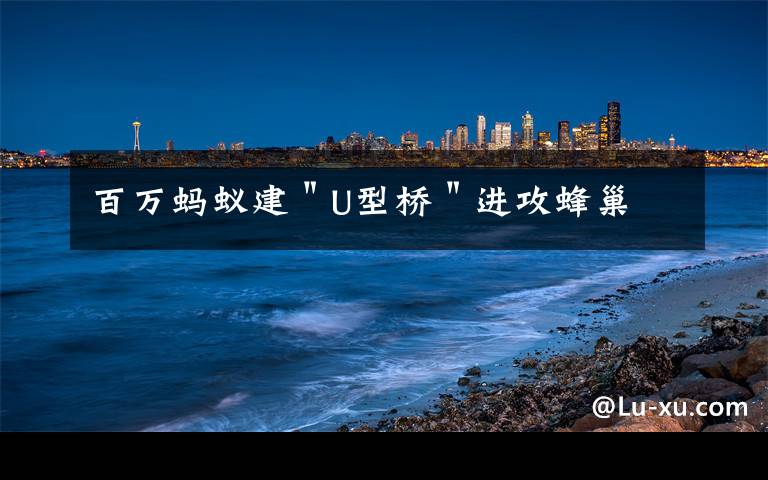 百萬螞蟻建＂U型橋＂進攻蜂巢