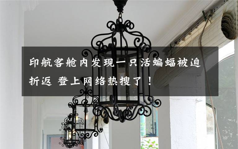 印航客艙內(nèi)發(fā)現(xiàn)一只活蝙蝠被迫折返 登上網(wǎng)絡熱搜了！