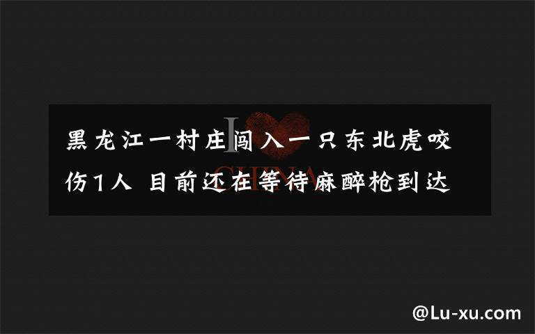 黑龍江一村莊闖入一只東北虎咬傷1人 目前還在等待麻醉槍到達(dá)現(xiàn)場(chǎng) 究竟發(fā)生了什么?