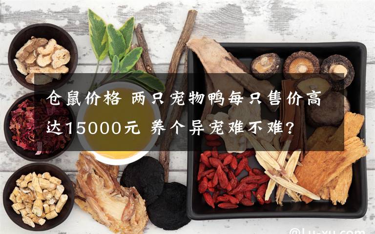 倉(cāng)鼠價(jià)格 兩只寵物鴨每只售價(jià)高達(dá)15000元 養(yǎng)個(gè)異寵難不難?