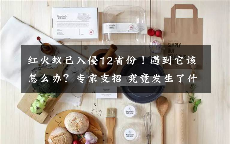 紅火蟻已入侵12省份！遇到它該怎么辦？專家支招 究竟發(fā)生了什么?