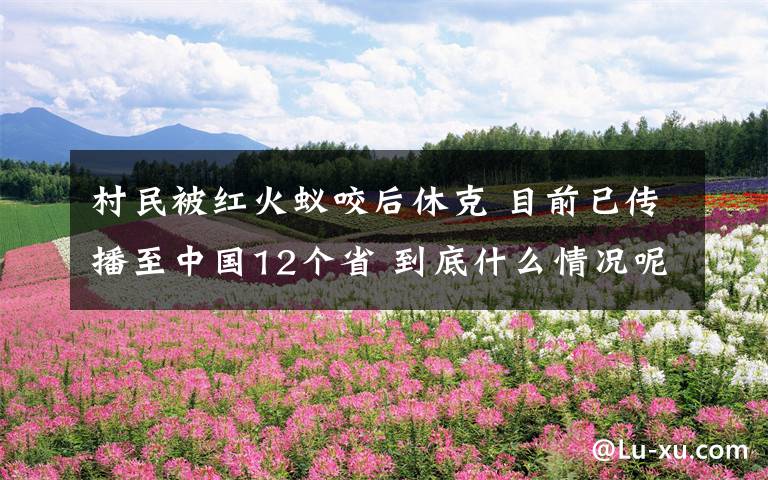 村民被紅火蟻咬后休克 目前已傳播至中國12個省 到底什么情況呢？