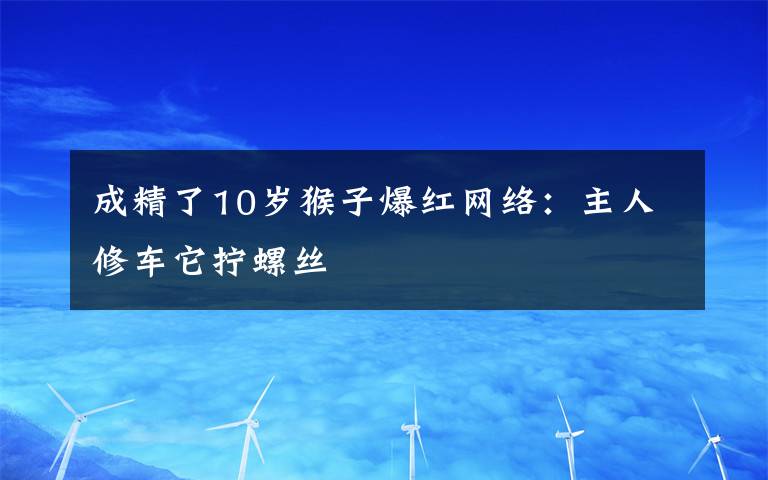 成精了10歲猴子爆紅網(wǎng)絡(luò)：主人修車它擰螺絲