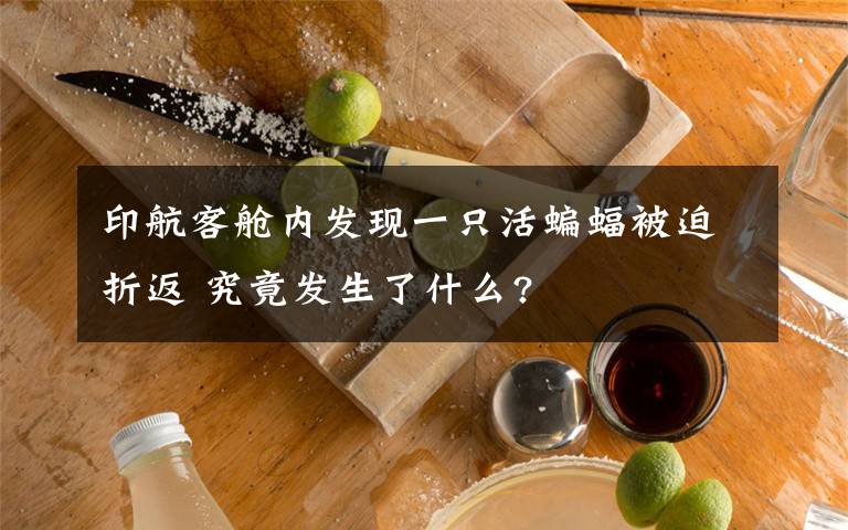 印航客艙內(nèi)發(fā)現(xiàn)一只活蝙蝠被迫折返 究竟發(fā)生了什么?