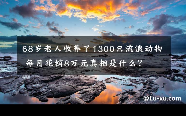 68歲老人收養(yǎng)了1300只流浪動(dòng)物 每月花銷8萬(wàn)元真相是什么？