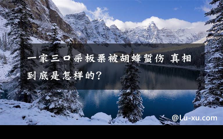 一家三口采板栗被胡蜂蜇傷 真相到底是怎樣的？