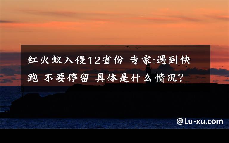 紅火蟻入侵12省份 專家:遇到快跑 不要停留 具體是什么情況？