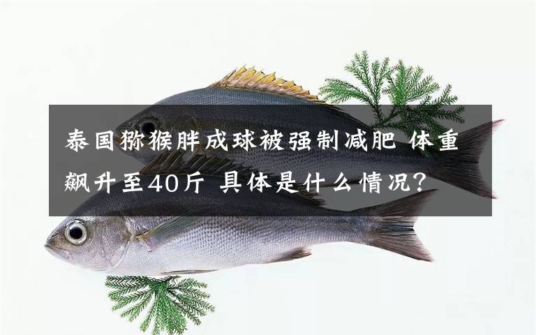 泰國(guó)獼猴胖成球被強(qiáng)制減肥 體重飆升至40斤 具體是什么情況？