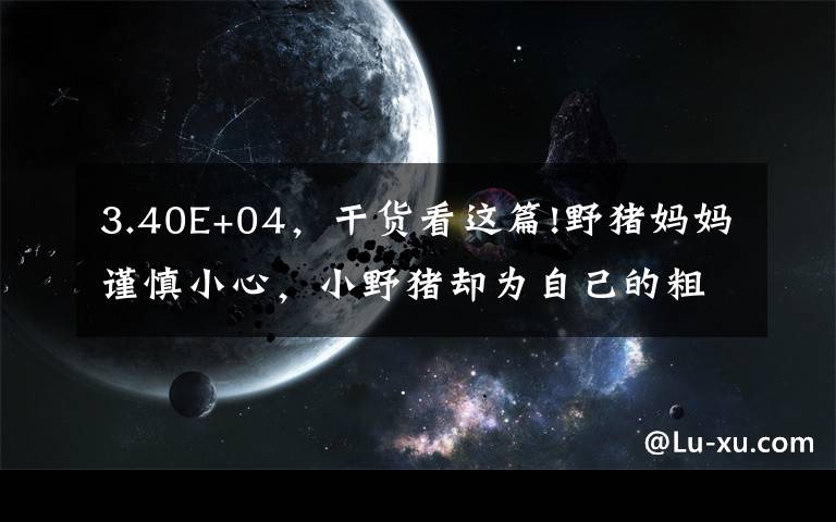 3.40E+04，干貨看這篇!野豬媽媽謹(jǐn)慎小心，小野豬卻為自己的粗心大意吞下苦果