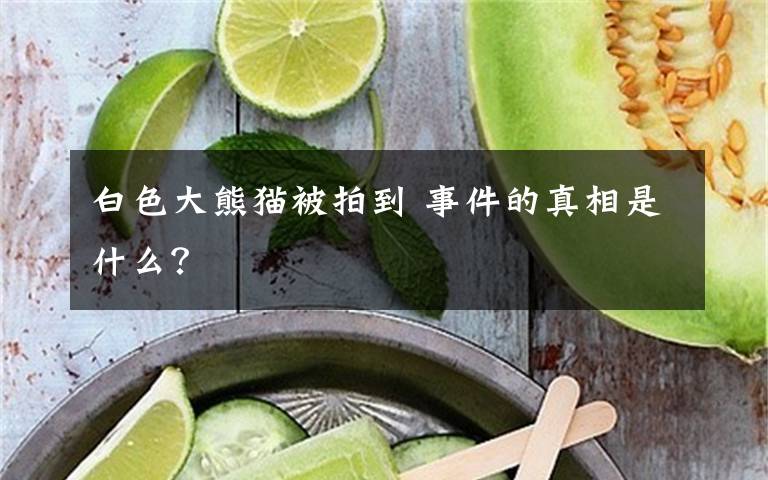 白色大熊貓被拍到 事件的真相是什么？