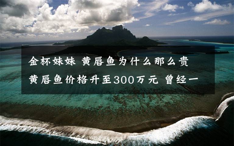 金杯妹妹 黃唇魚為什么那么貴 黃唇魚價格升至300萬元 曾經(jīng)一文不值為何會一路飆升