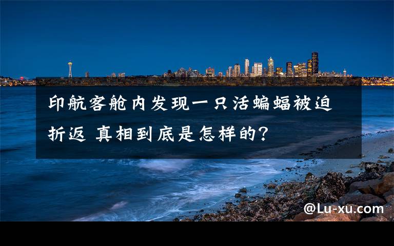 印航客艙內(nèi)發(fā)現(xiàn)一只活蝙蝠被迫折返 真相到底是怎樣的？