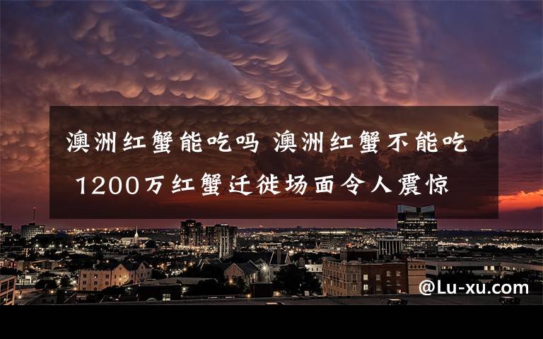 澳洲紅蟹能吃嗎 澳洲紅蟹不能吃 1200萬紅蟹遷徙場面令人震驚