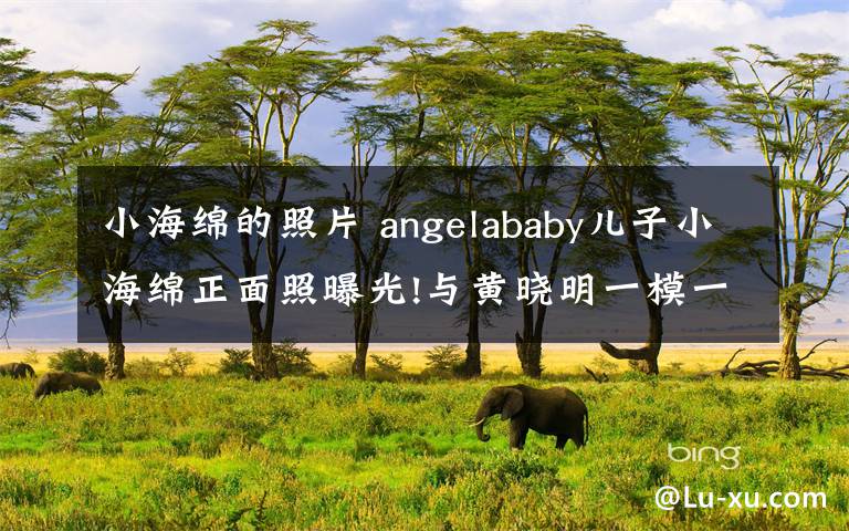 小海綿的照片 angelababy兒子小海綿正面照曝光!與黃曉明一模一樣