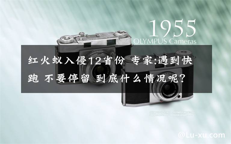 紅火蟻入侵12省份 專家:遇到快跑 不要停留 到底什么情況呢？