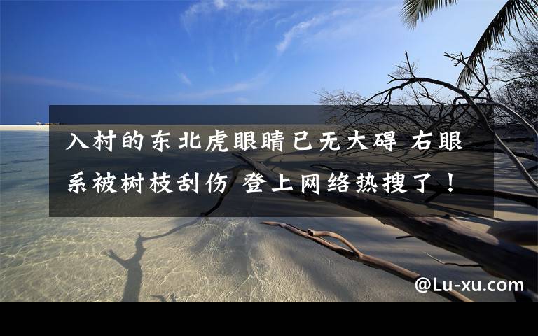 入村的東北虎眼睛已無大礙 右眼系被樹枝刮傷 登上網(wǎng)絡熱搜了！