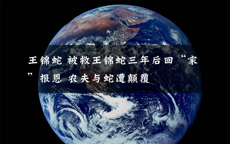 王錦蛇 被救王錦蛇三年后回“家”報恩 農(nóng)夫與蛇遭顛覆