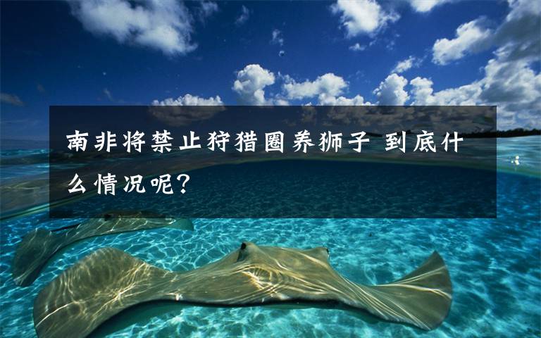 南非將禁止狩獵圈養(yǎng)獅子 到底什么情況呢？