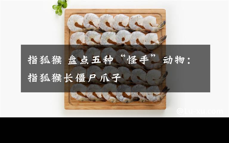 指狐猴 盤點(diǎn)五種“怪手”動(dòng)物：指狐猴長僵尸爪子