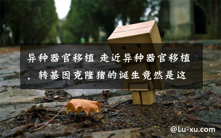 異種器官移植 走近異種器官移植，轉(zhuǎn)基因克隆豬的誕生竟然是這樣的！