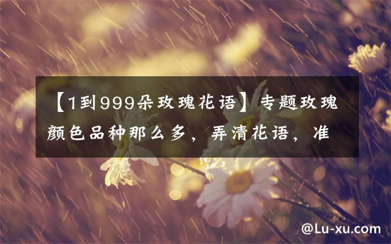 【1到999朵玫瑰花語】專題玫瑰顏色品種那么多，弄清花語，準(zhǔn)能俘獲妹子心