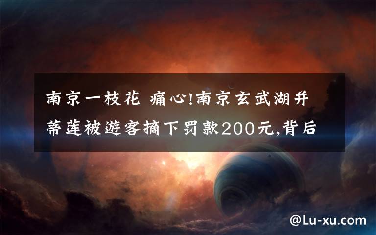 南京一枝花 痛心!南京玄武湖并蒂蓮被游客摘下罰款200元,背后原因令人氣憤!