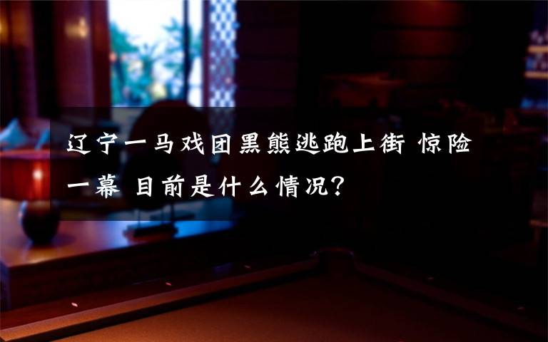 遼寧一馬戲團(tuán)黑熊逃跑上街 驚險(xiǎn)一幕 目前是什么情況？