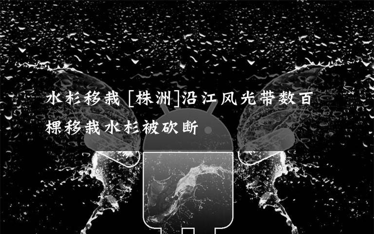 水杉移栽 [株洲]沿江風(fēng)光帶數(shù)百棵移栽水杉被砍斷