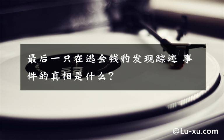 最后一只在逃金錢豹發(fā)現(xiàn)蹤跡 事件的真相是什么？