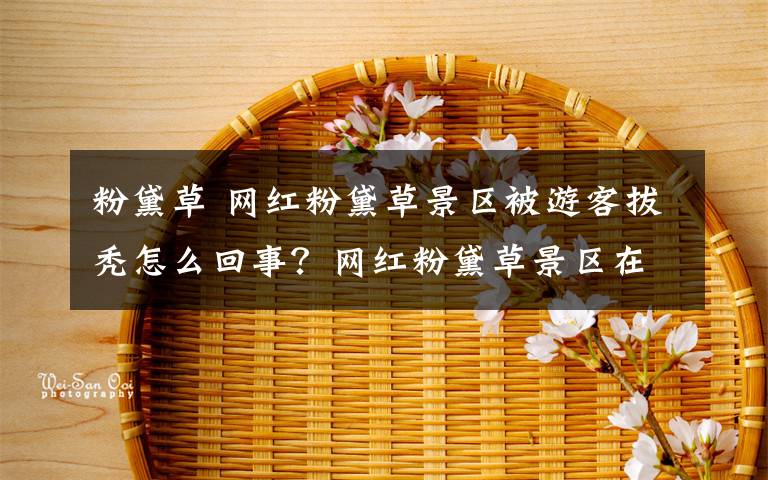 粉黛草 網(wǎng)紅粉黛草景區(qū)被游客拔禿怎么回事？網(wǎng)紅粉黛草景區(qū)在哪里