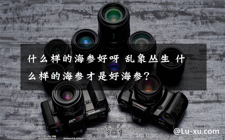 什么樣的海參好呀 亂象叢生 什么樣的海參才是好海參？